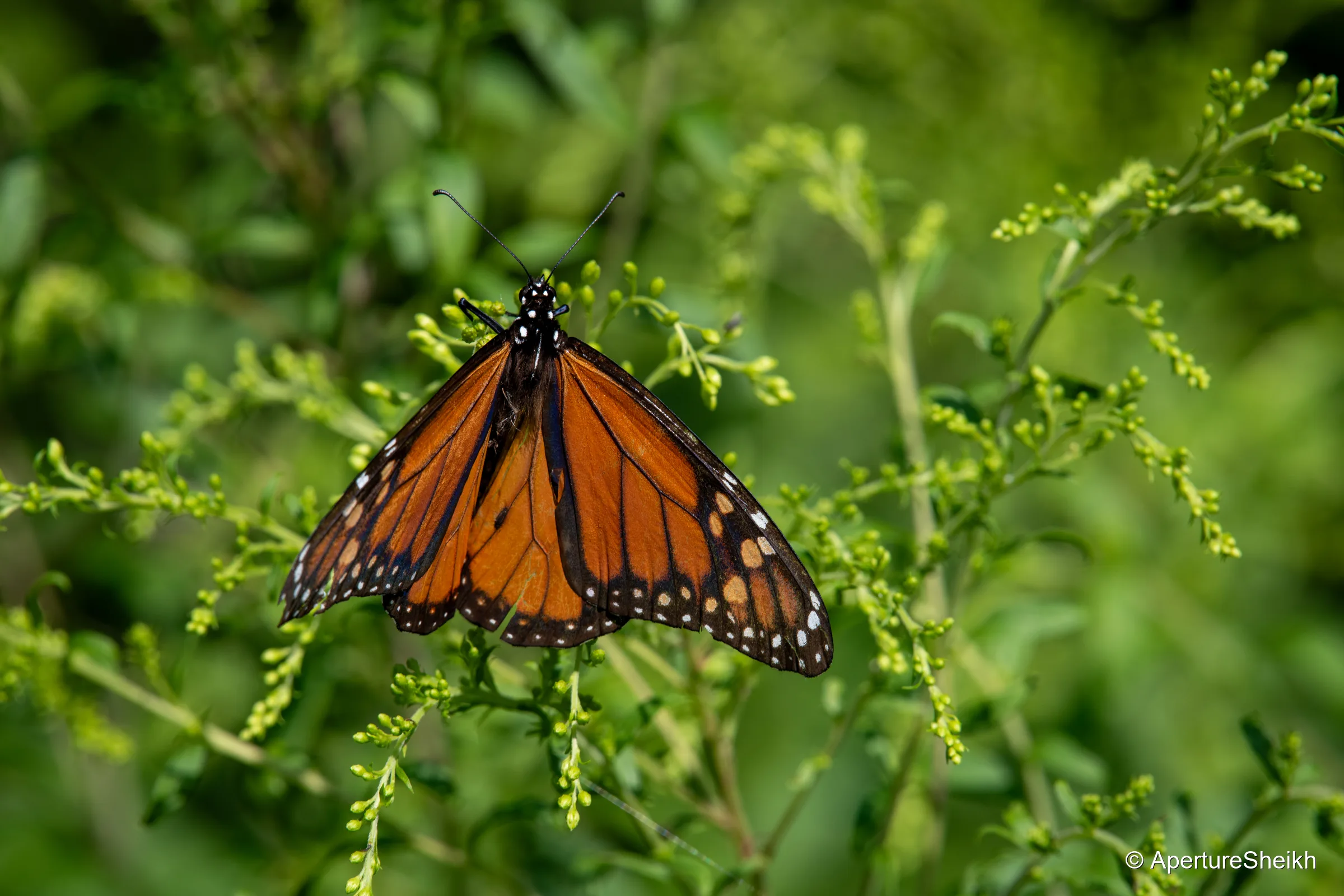 Male Monarch